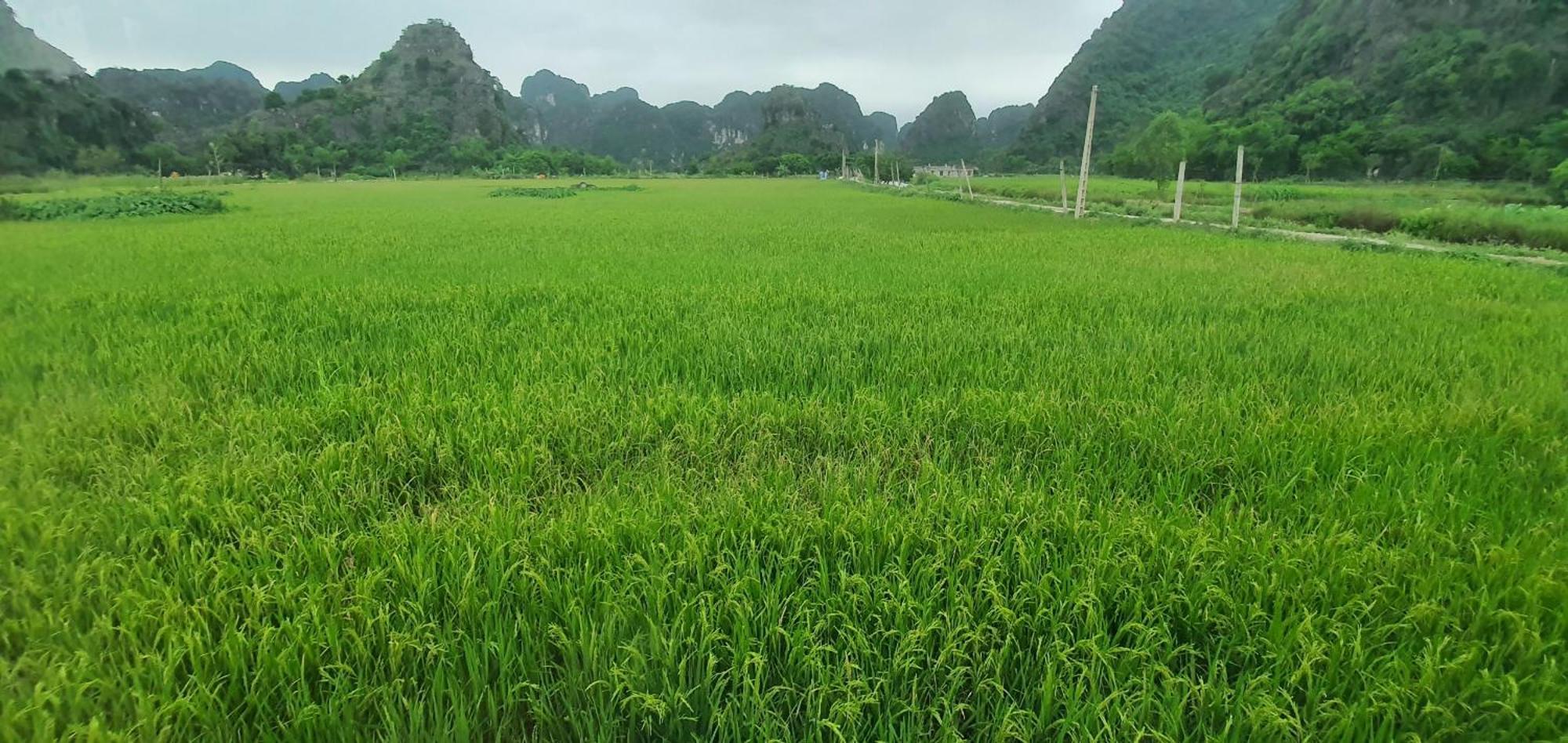 Trang An Rice Field Homestay Ниньбинь Экстерьер фото